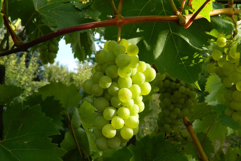 Grappe de raisins verts sur la vigne