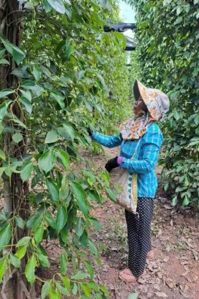 Productrice dans une plantation de poivre de Kampot