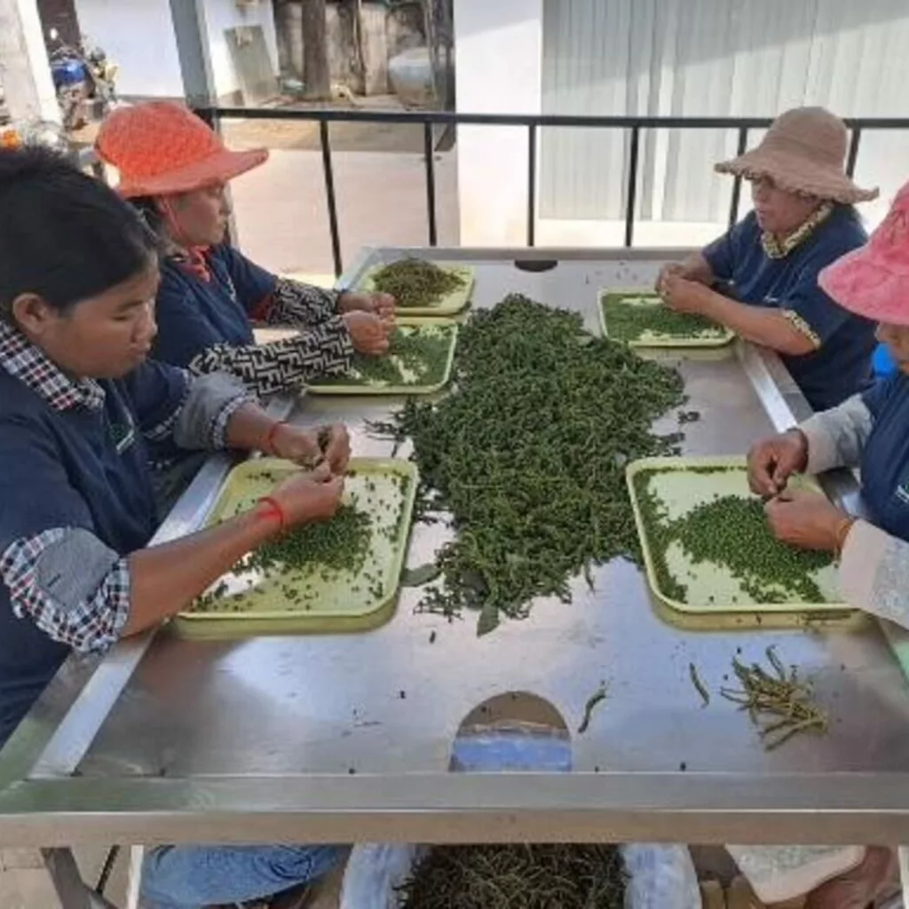 Tri du poivre vert de Kampot à la main