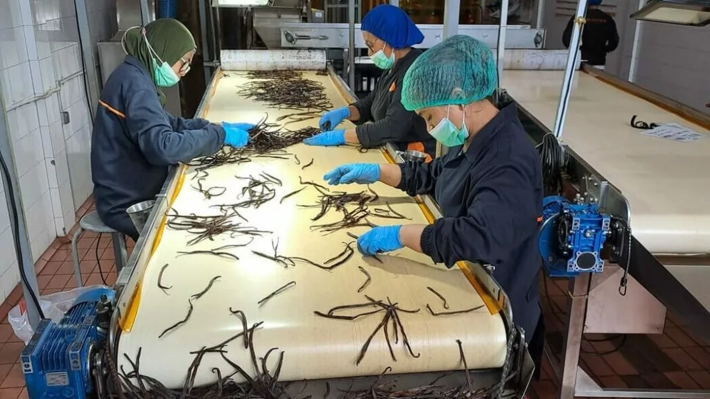 Hand sorting of spices on a production table
