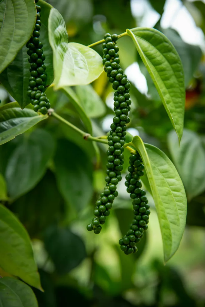 Grappes de poivre vert sur la liane