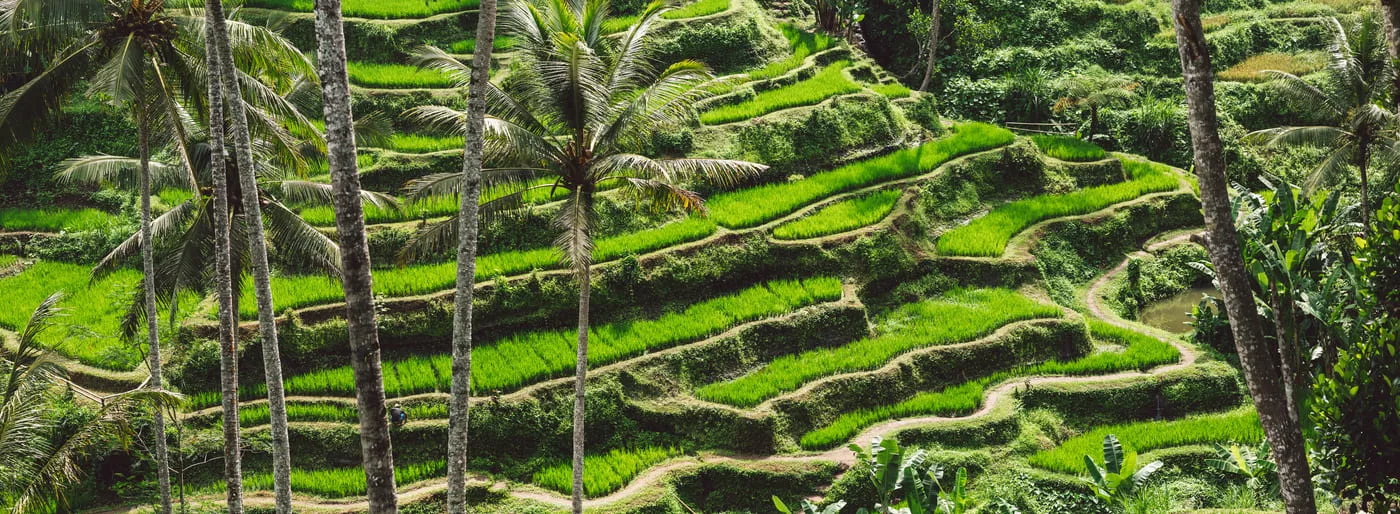 Rizières en terrasses entourées de palmiers